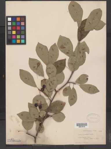 Nyssa sylvatica