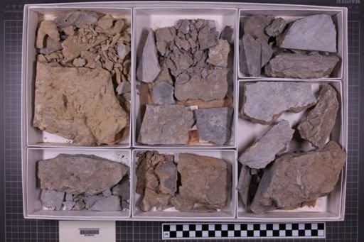 mixed taxa, stratigraphic collection