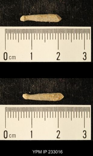 Archaeocidaris sp.