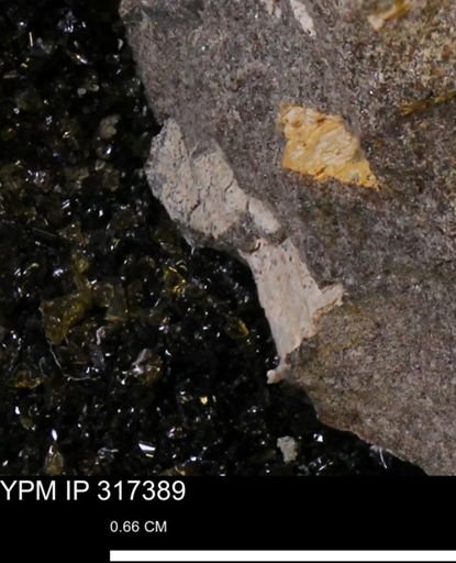 undet. Mollusca