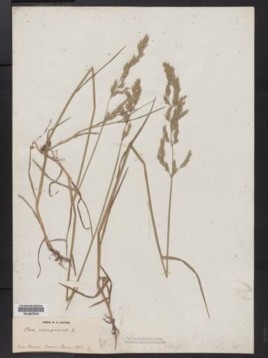 Poa compressa