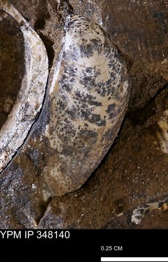 undet. Bivalvia