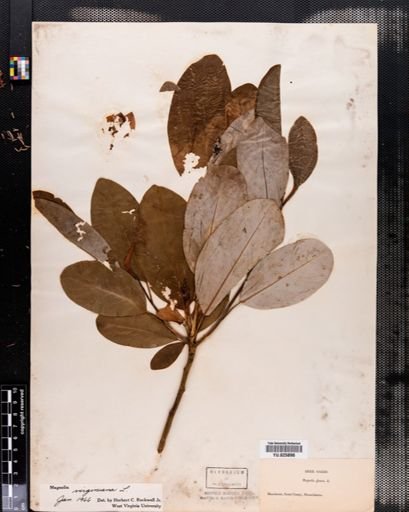 Magnolia virginiana