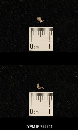 taxon undetermined