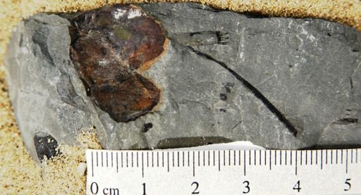 Magnoliopsida