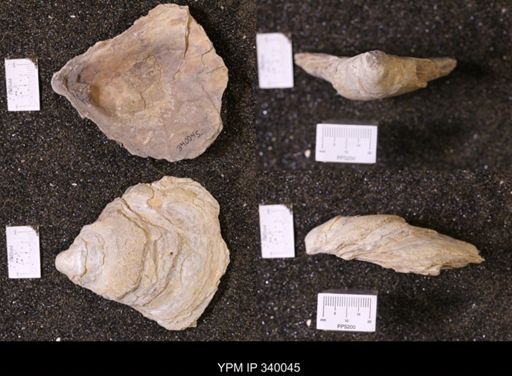 Ostrea glabra wyomingensis
