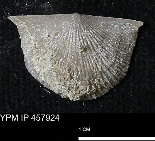 Strophodonta sp.