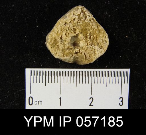 Meristella arcuata