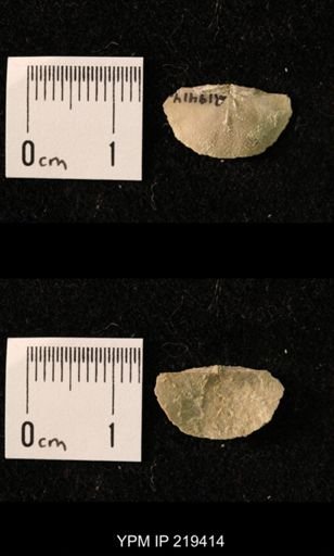 Chonetes granulifer