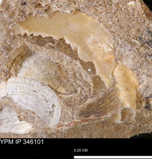 undet. Mollusca