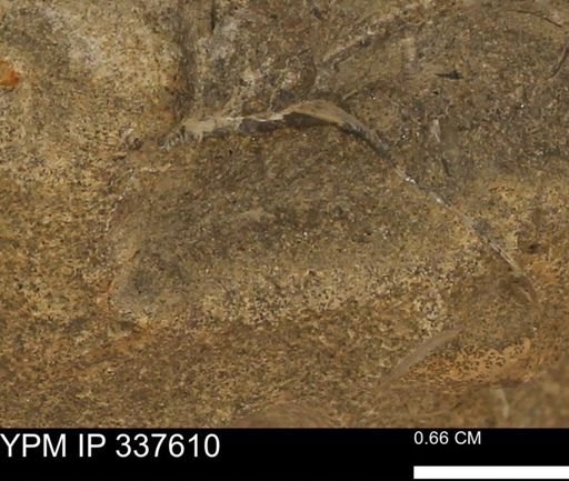 undet. Bivalvia