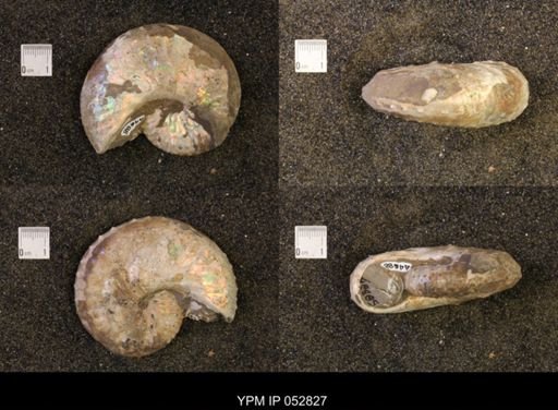 Discoscaphites gulosus