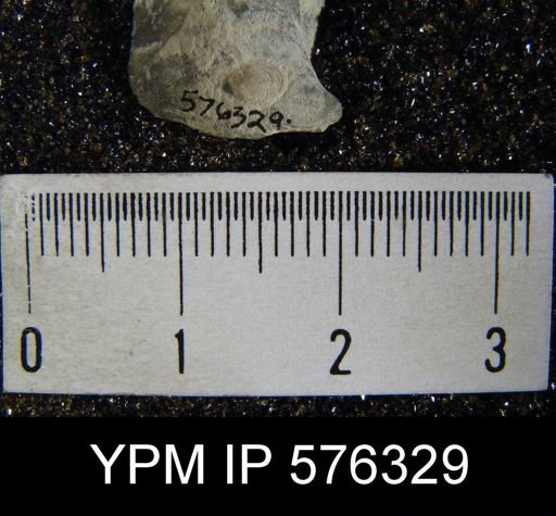 Crania siluriana