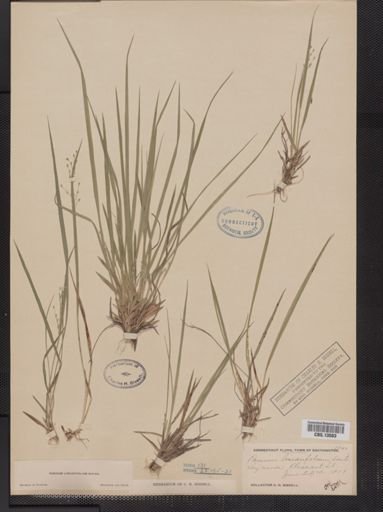 Panicum linearifolium