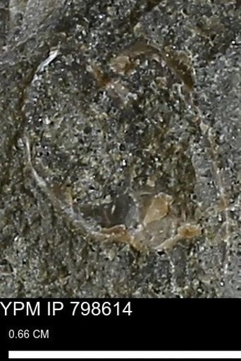 undet. Mollusca