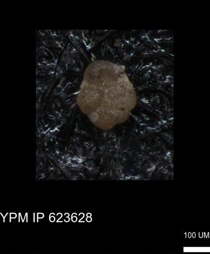 undet. Foraminiferida