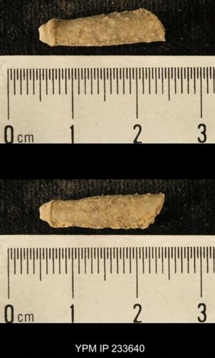Archaeocidaris sp.