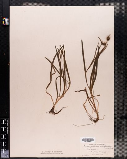 Sparganium minimum