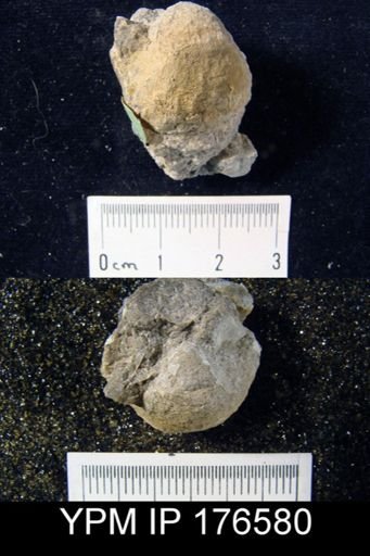 Cancrinella germanica