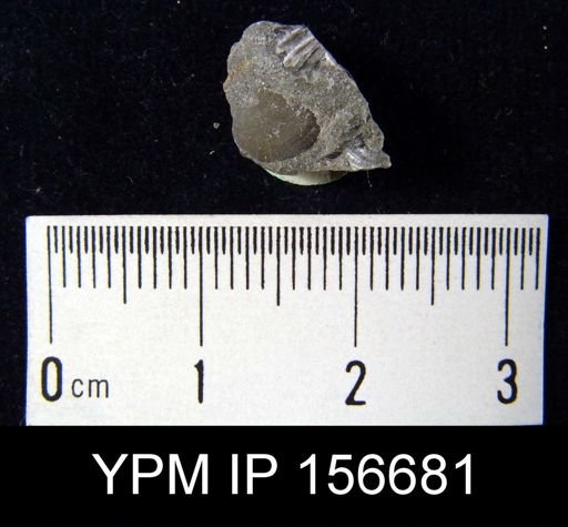 Brachyprion robustum