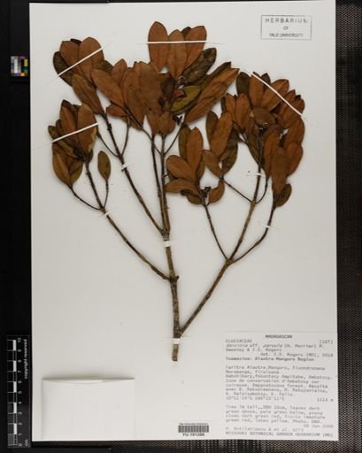 Plantae