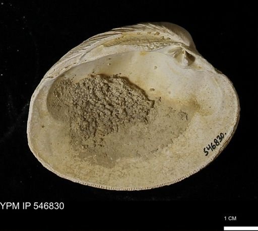 Venus mercenaria antiqua