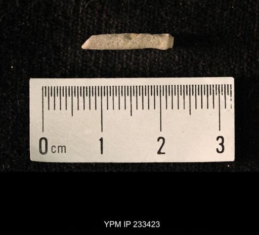 Archaeocidaris sp.