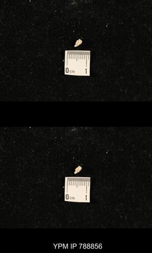 taxon undetermined