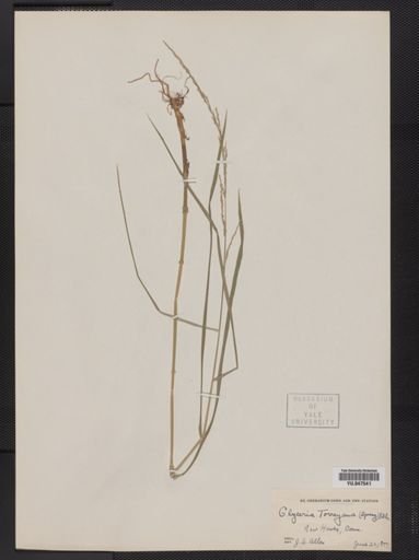 Glyceria melicaria