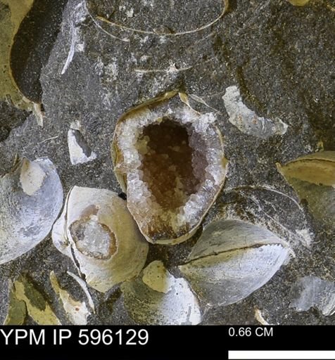 undet. Bivalvia