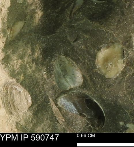 Protocardia?