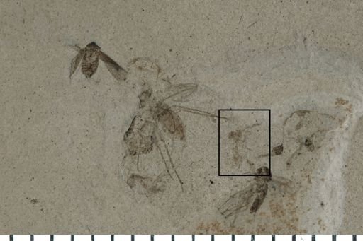 Psocoptera?