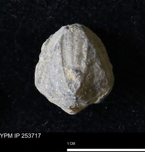 Pentremites sp.