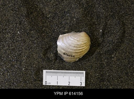 Inoceramus sp.