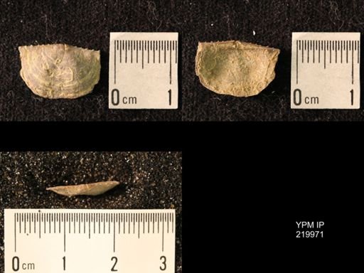 Chonetes sp.