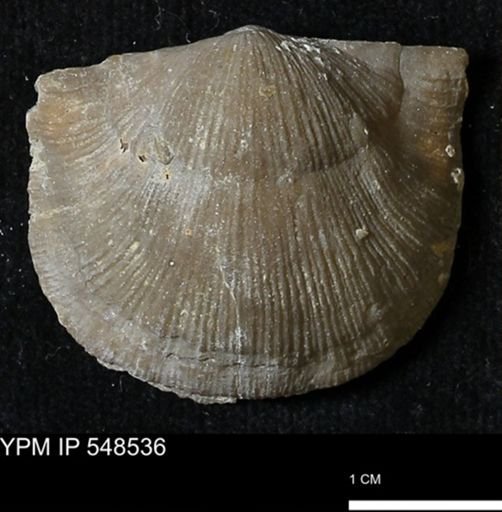 Stropheodonta navalis