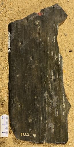 Sigillaria sp.