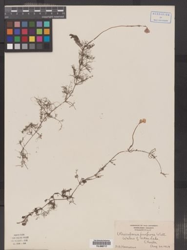 Utricularia purpurea