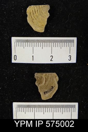Leptaena rhomboidalis