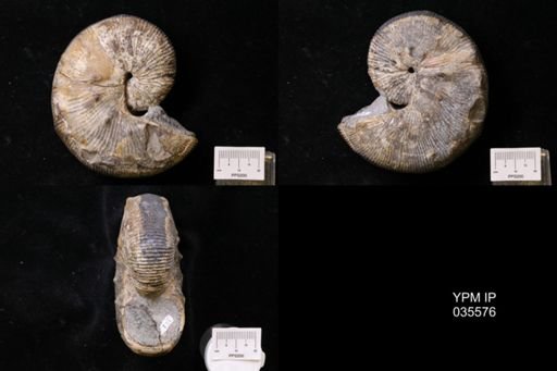 Hoploscaphites nodosus
