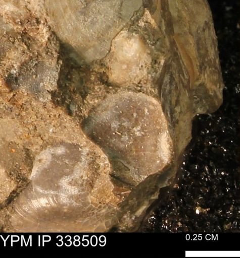 Protocardia subquadrata