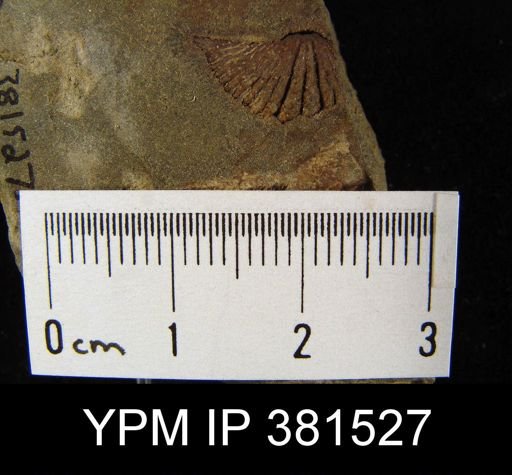 Tylothyris sp.