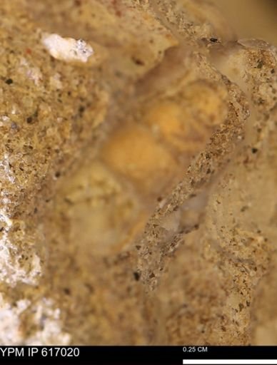 Turritella