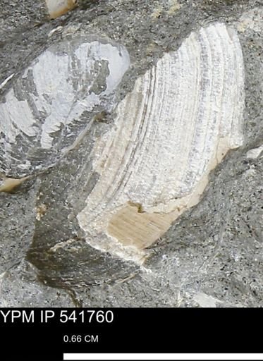 Limopsis striatopunctatus