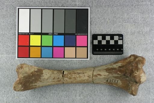 Subhyracodon