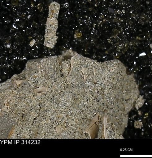 undet. Scaphopoda