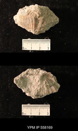 Spirifer cameratus