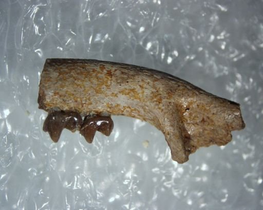 Carpodaptes hazelae
