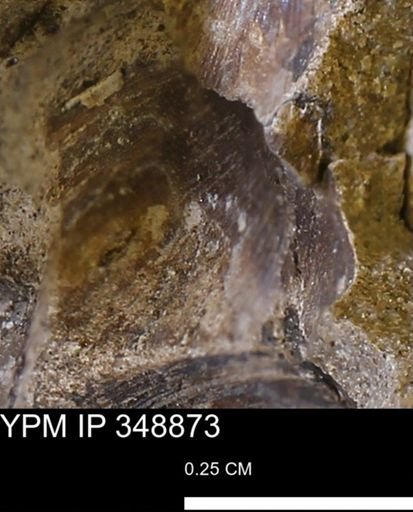 undet. Bivalvia