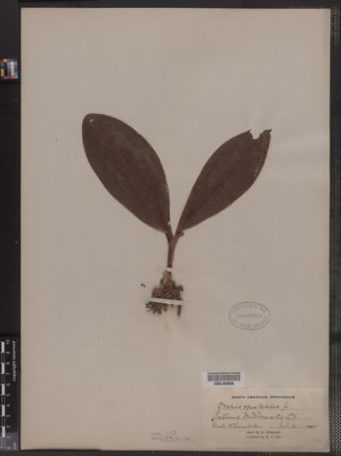 Orchis spectabilis